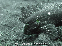 Found in Lembeh strait, North Sulawesi, Indonesia by Marian Hernando 